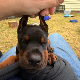 Boy 1 - Black and rust male Doberman Pinscher puppy in Vernonia, Oregon from Living Hope Dobies and Doxies
