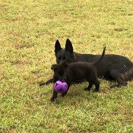 German Shepherd Puppies from Guamany K9 Vomhaus