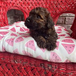 Maltese, Poodle, and Shih Tzu Puppies from Happy puppies