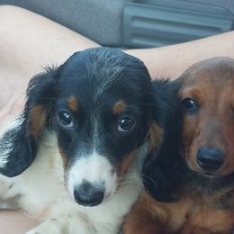 Dachshund Puppies from Crouchs Kennels & Rescue