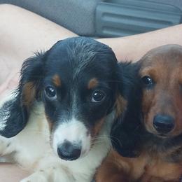 Dachshund Puppies from Crouchs Kennels & Rescue