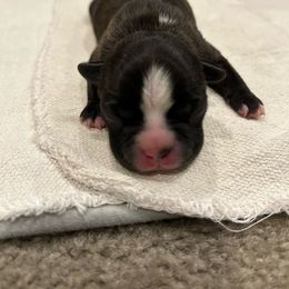 Socks - Black brindle and white Boston Terrier puppy in Youngsville, North Carolina from Gemini Boston Terriers