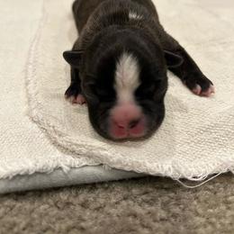Socks - Black brindle and white Boston Terrier puppy in Youngsville, North Carolina from Gemini Boston Terriers