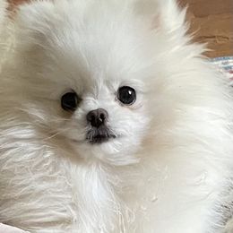 PJ - Pomeranian
