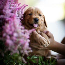 Cavalier King Charles Spaniel and Golden Retriever Puppies from Tsarevich Goldens and Cavaliers