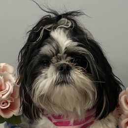 Shih Tzus from Koda Bears Cubs