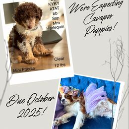 Cavapoo puppies from Cavapoo Puppy Parade