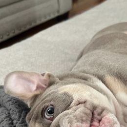 Bulldog Puppies from Flawless Bulldog