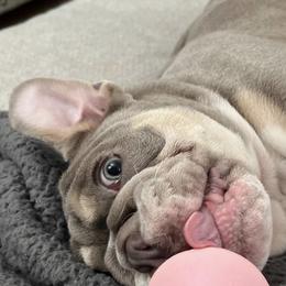 Bulldog Puppies from Flawless Bulldog