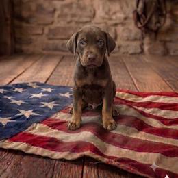 Boy 3 - male Catahoula Leopard Dog puppy in Greenwood, Delaware from OpenGate Catahoulas