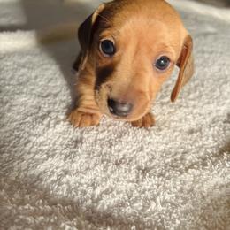 Dachshund Puppies from Lanier’s Little Weenies