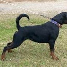 Gia - Rottweiler