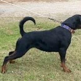 Gia - Rottweiler