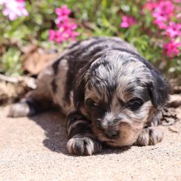 Ollie - Merle male Whoodle puppy in West Bend, Iowa from Blue Skies Terriers