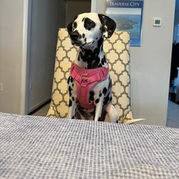 Hela - White and black female Dalmatian puppy in Richmond, Virginia from Darrfield