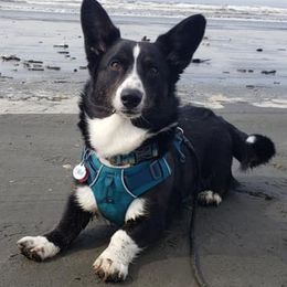 Cardigan Welsh Corgis from R&R Cardigan Corgis