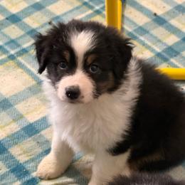 Sisu - Black tri-color female Australian Shepherd puppy in Muncie, Indiana from Gemfire Australian Shepherds