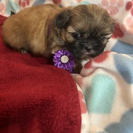 Shih Tzu Puppies from Liz Shih Tzu Cuties