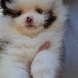 Pixie pup 2 Big Boy Blue - Chocolate merle male Pomeranian puppy in Carrollton, Georgia from B AND R'S POMERANIAN'S
