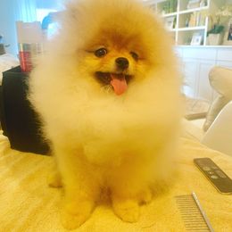 Pomeranian Puppies from Pursell Pomeranians