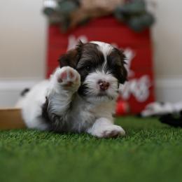 Havanese Puppies from Havana Suites Havanese