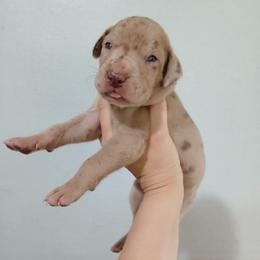 Adella - Merle female Great Dane puppy in Marshall, Michigan from Dream K9