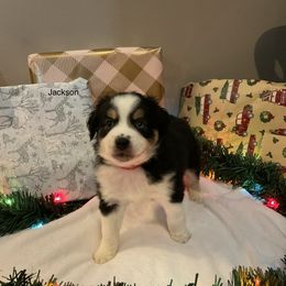 Miniature Australian Shepherd Puppies from Kehlani Falls Mini Aussie’s