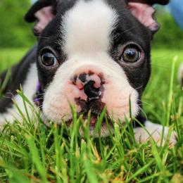 Boston Terriers from NW Boston Terriers