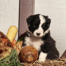 Border Collie Puppies from Gulan Farm Border Collies