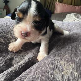 Oreo - Tri-color female Cavalier King Charles Spaniel puppy in Mt Jackson, Virginia from Carters Cavaliers