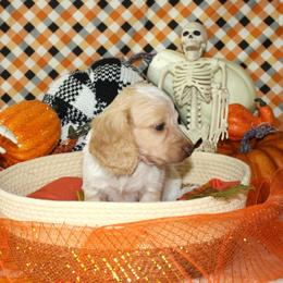 Krueger - Piebald male Dachshund puppy in Corbin, Kentucky from White River Valley Kennel