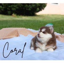Pomsky Puppies from Proper Rose Pomskies
