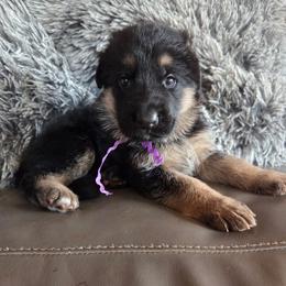 Dante - Black and red male German Shepherd puppy in Harvard, Illinois from Aus Dem Meer German Shepherds