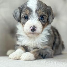 Spring 🌸 - Blue merle female Miniature Australian Shepherd puppy in Granbury, Texas from Triple Cross Doodles