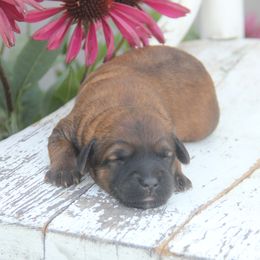Whoodle puppies from Blue Skies Terriers