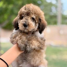 Rose - Sable female Goldendoodle puppy in Twin Falls, Idaho from Burrow & Bone