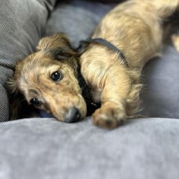Dachshund Puppies from The long dogs of indiana