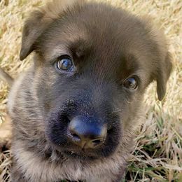 German Shepherds from Vom Wolfshund Kennels
