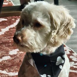 Watson - Cockapoo