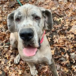 Pixie - Great Dane puppy from WZ Kennels