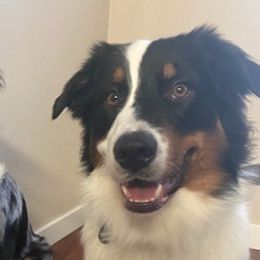 Australian Shepherds from Nia Smith's Australian Shepherds