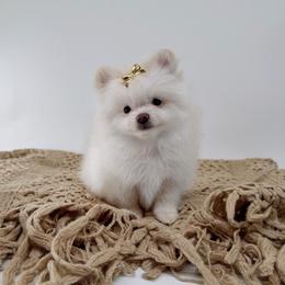 Chloe - Cream female Pomeranian puppy in California from Petite Poms Of CA