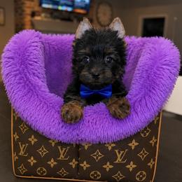 Brody - Black and gold male Yorkshire Terrier puppy in Blanchard, Oklahoma from Southern Belle Yorkie