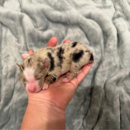 Blue Merle Male - Blue merle male Toy Australian Shepherd puppy in Mineral Wells, Texas from BMNM2 Toy Aussies
