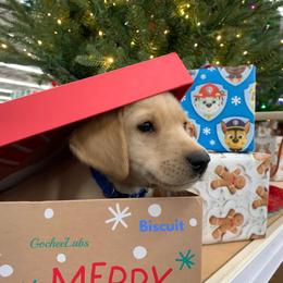 Labrador Retriever Puppies from Gochee Labs