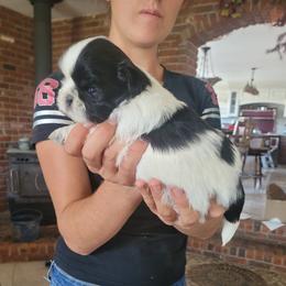 Boy 4 - Shih Tzu puppy from Keeper of the Stars