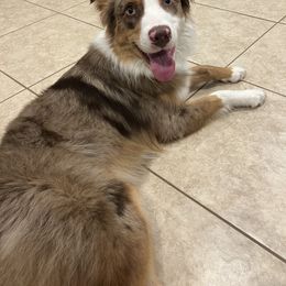 Drake - Australian Shepherd