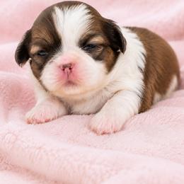Cynthia - Brindle and white female Shih Tzu puppy in Austell, Georgia from TACG
