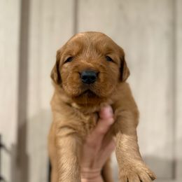 Wyatt Earp - Dark golden male Golden Retriever puppy in Henagar, Alabama from Shupe’s Sweet Southern Goldens