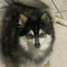 Zorro - Pomsky